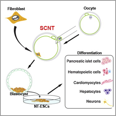 Illustration for article titled Scientists Use Cloning to Create Embryonic Stem Cells